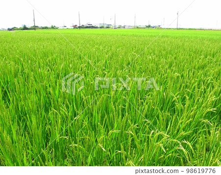 Rice fields in the suburbs in the summer when the ears of rice have begun to grow Rice fields in the suburbs in the summer when the ears of rice have begun to grow 98619776
