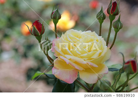 Flowering plants around the house Various seasons Flowering plants around the house Various seasons 98619910