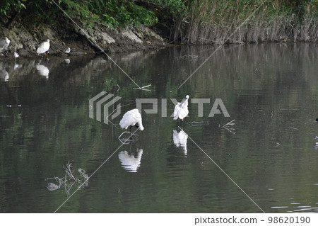 Black-faced spoonbill (Okinawa) Black-faced spoonbill (Okinawa) 98620190