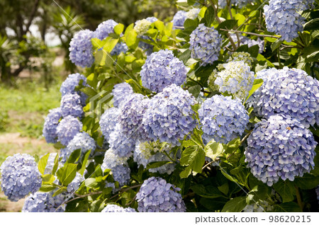 淡紫色的繡球花 98620215