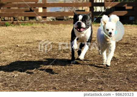 Mighty，一隻參加狗賽跑的波士頓梗犬，以及一隻戴著伊麗莎白時代項圈的玩具貴賓犬 Bailey 98620323