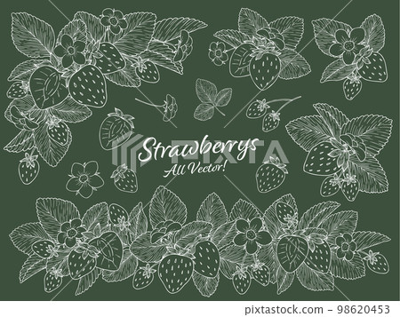 Strawberry line drawing vector illustration set white line 98620453