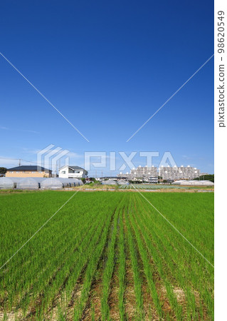 郊外哥打秋景 98620549