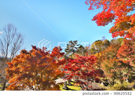 Maple autumn leaves Maple autumn leaves 98620582