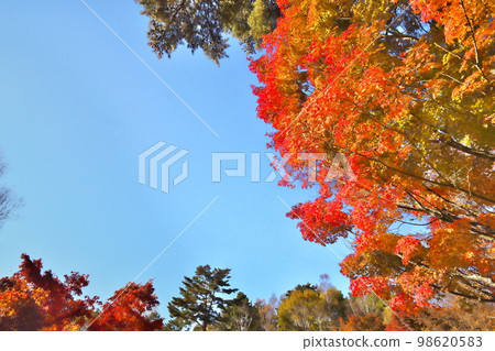 Maple autumn leaves Maple autumn leaves 98620583
