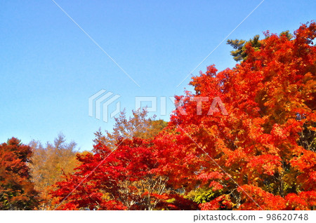 Maple autumn leaves Maple autumn leaves 98620748