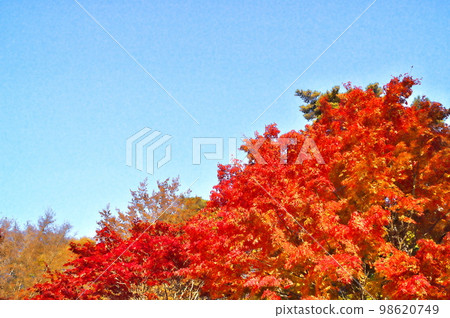 Maple autumn leaves Maple autumn leaves 98620749