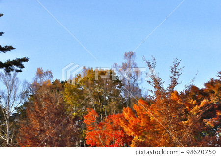 Maple autumn leaves Maple autumn leaves 98620750