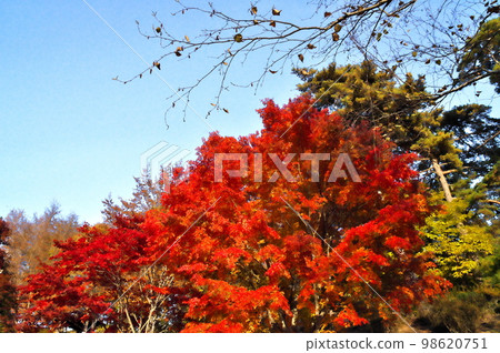 Maple autumn leaves Maple autumn leaves 98620751