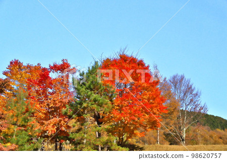 Maple autumn leaves Maple autumn leaves 98620757