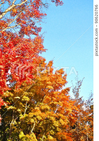 Maple autumn leaves 98620766