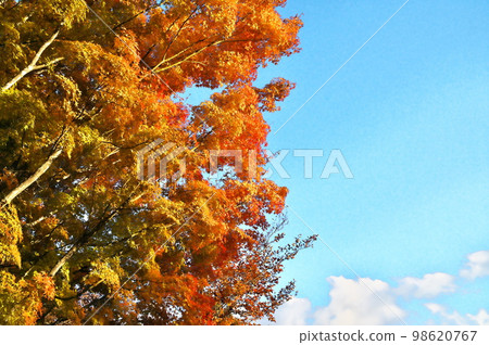 Maple autumn leaves Maple autumn leaves 98620767