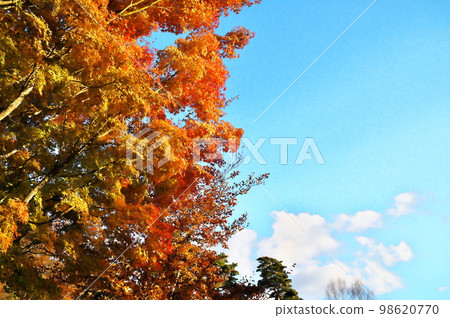 Maple autumn leaves Maple autumn leaves 98620770