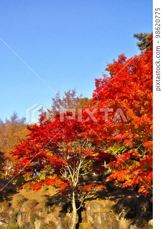 Maple autumn leaves Maple autumn leaves 98620775
