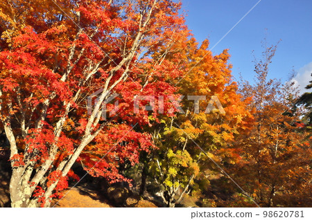 Maple autumn leaves Maple autumn leaves 98620781