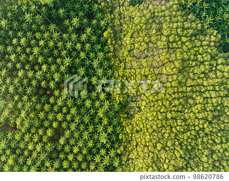 Top view aerial shot of the palm grove with green trees forest,palm grove and shadows from palm trees,Amazing nature trees background 98620786
