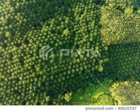 Top view aerial shot of the palm grove with green trees forest,palm grove and shadows from palm trees,Amazing nature trees background 98620787