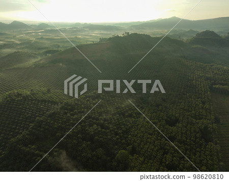 Aerial shot of the palm grove with green trees forest in the morning,palm grove and shadows from palm trees,Amazing nature trees background 98620810