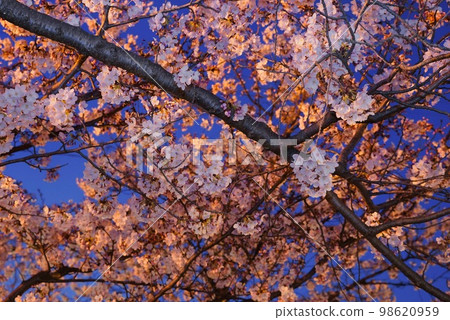 Cherry blossoms at night Cherry blossoms at night 98620959