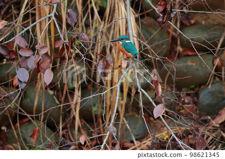 A kingfisher aiming at fish A kingfisher aiming at fish 98621345