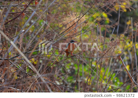 A kingfisher aiming at fish A kingfisher aiming at fish 98621372