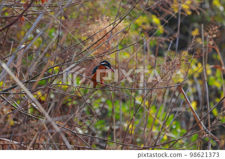 A kingfisher aiming at fish A kingfisher aiming at fish 98621373