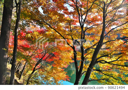 Autumn leaves maple pond Autumn leaves maple pond 98621494