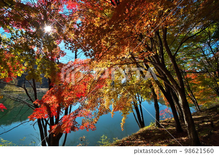 秋葉楓葉池 98621560
