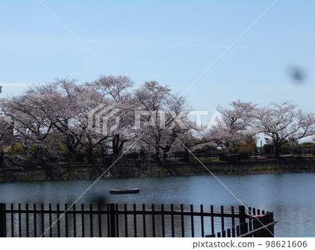 水越公園櫻花 98621606