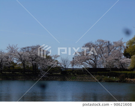 水越公園櫻花 98621608