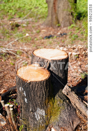 Forest logging development villa 98621858