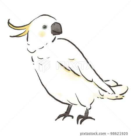 Illustration of a cute flying cockatoo facing right Illustration of a cute flying cockatoo facing right 98621920