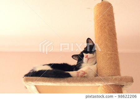 Hachiware cat leaning on cat tower Hachiware cat leaning on cat tower 98622206