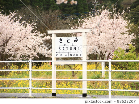 Kominato Railway where rape blossoms and cherry blossoms are in full bloom along the railway line 98622207