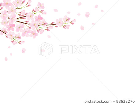 Vector illustration of watercolor cherry blossoms on a white background 98622270