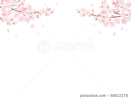 Vector illustration of watercolor cherry blossoms on a white background 98622278