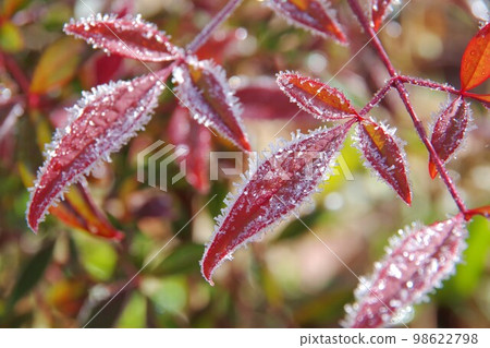 結霜的南方葉子 98622798