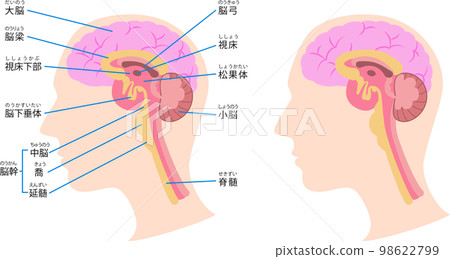 Illustration of the structure of the brain 98622799
