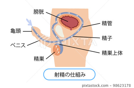 Male reproductive system ejaculation mechanism vector illustration Male reproductive system ejaculation mechanism vector illustration 98623178