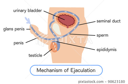 Male reproductive system ejaculation mechanism vector illustration Male reproductive system ejaculation mechanism vector illustration 98623180