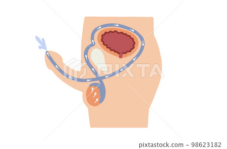 男性生殖系統射精機制矢量圖 98623182