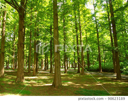 Metasequoia forest landscape in Mizumoto Park in early autumn 98623189