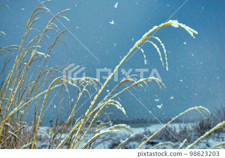 靜靜堆積的牡丹雪 98623203