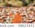 Close-up image of dead leaves bathed in sunlight 98623431