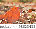 Close-up image of dead leaves bathed in sunlight 98623433