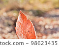Close-up image of dead leaves bathed in sunlight 98623435