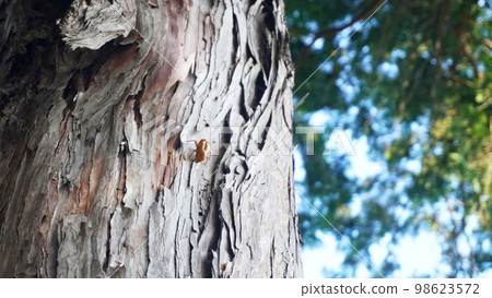 Cicada shell on tree 98623572