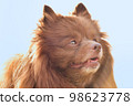 Pomeranian looking up 98623778