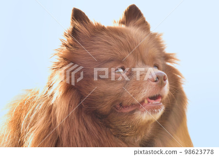 Pomeranian looking up Pomeranian looking up 98623778