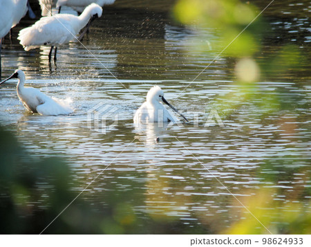 Black-faced Spoonbills and Spoonbills bathing and splashing in a pond Black-faced Spoonbills and Spoonbills bathing and splashing in a pond 98624933